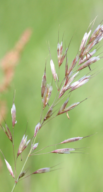 A close up of a plant with a blurry background.