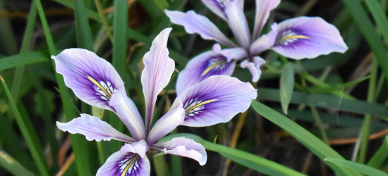 purple wild irises